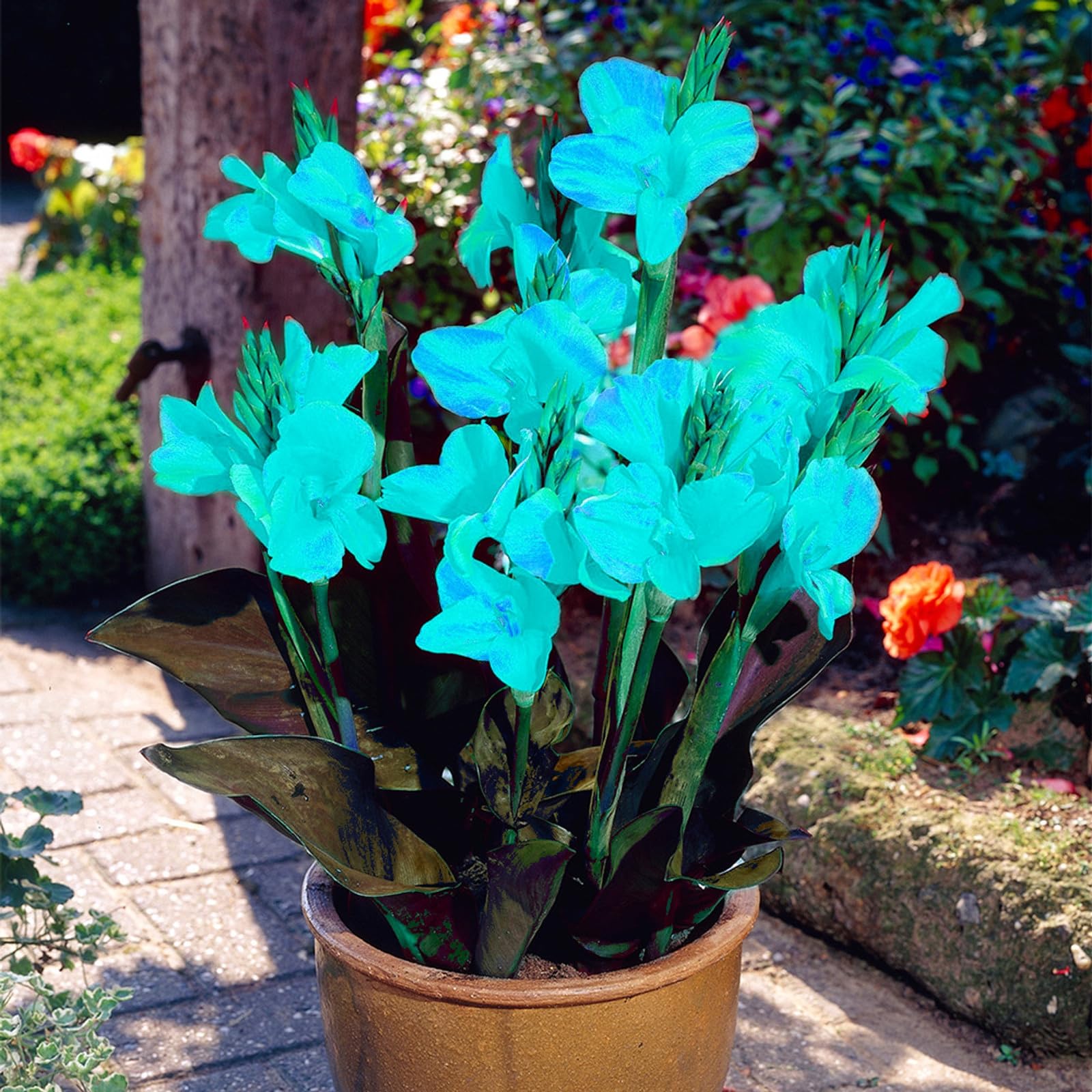 Premium Canna Lily Bulbs โ Stunning Large Blooms, Simple to Grow โ Perfect for Indoor Decor, Gifts & Holiday Displays-5 Bulbs-D