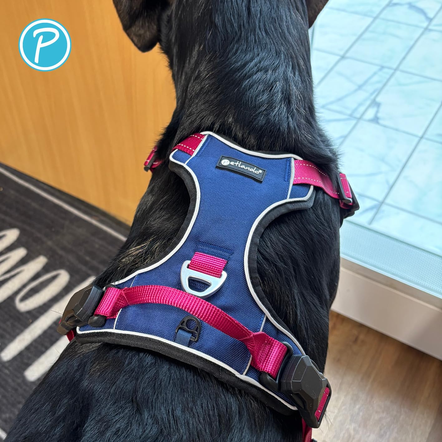 Petlando Hundegeschirr Magnetech– Innovative Magnetschnalle, mit Griff, Zwei D-Ringe, reflektierend, atmungsaktiv – Navy/Fuchsia, M (Halsumfang 42-54cm, Brustumfang 56-68cm), mittelgroße Hunde