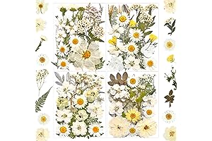 Dried White Pressed Flowers for Artistic Creations
