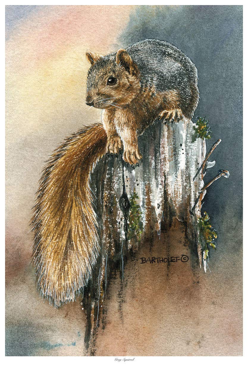 Art of Place Grey Squirrel Giclee Art Print Poster from Watercolor by Artist Dave Bartholet 12" x 18"