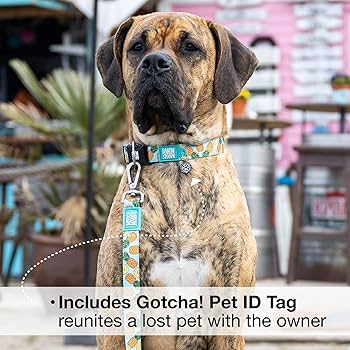 Paula McArdle シルクスクリーン　Dog and Bone Salty Paws Mahi Mahi Fishing Dog Collar D. Friel Connected