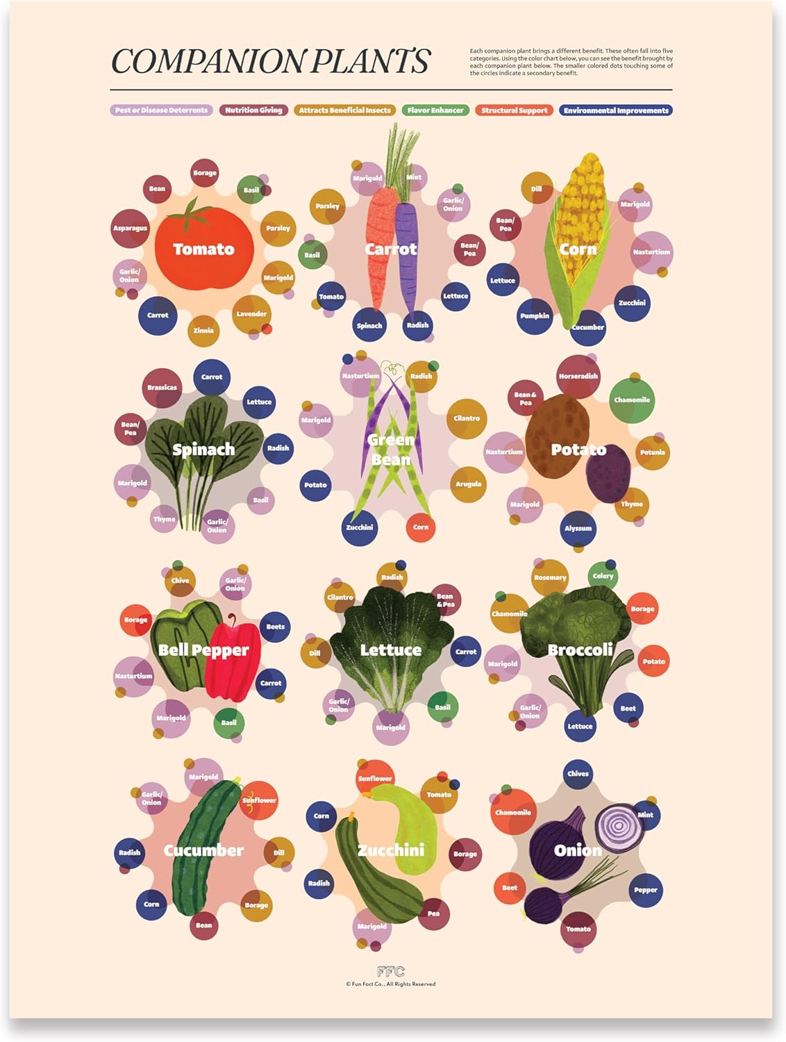 Fun Fact Co. Companion Planting Infographic Art Print, Illutrated Companion Plants Reference Poster, Gardening Gift, Helpful Garden Decor (12x16)