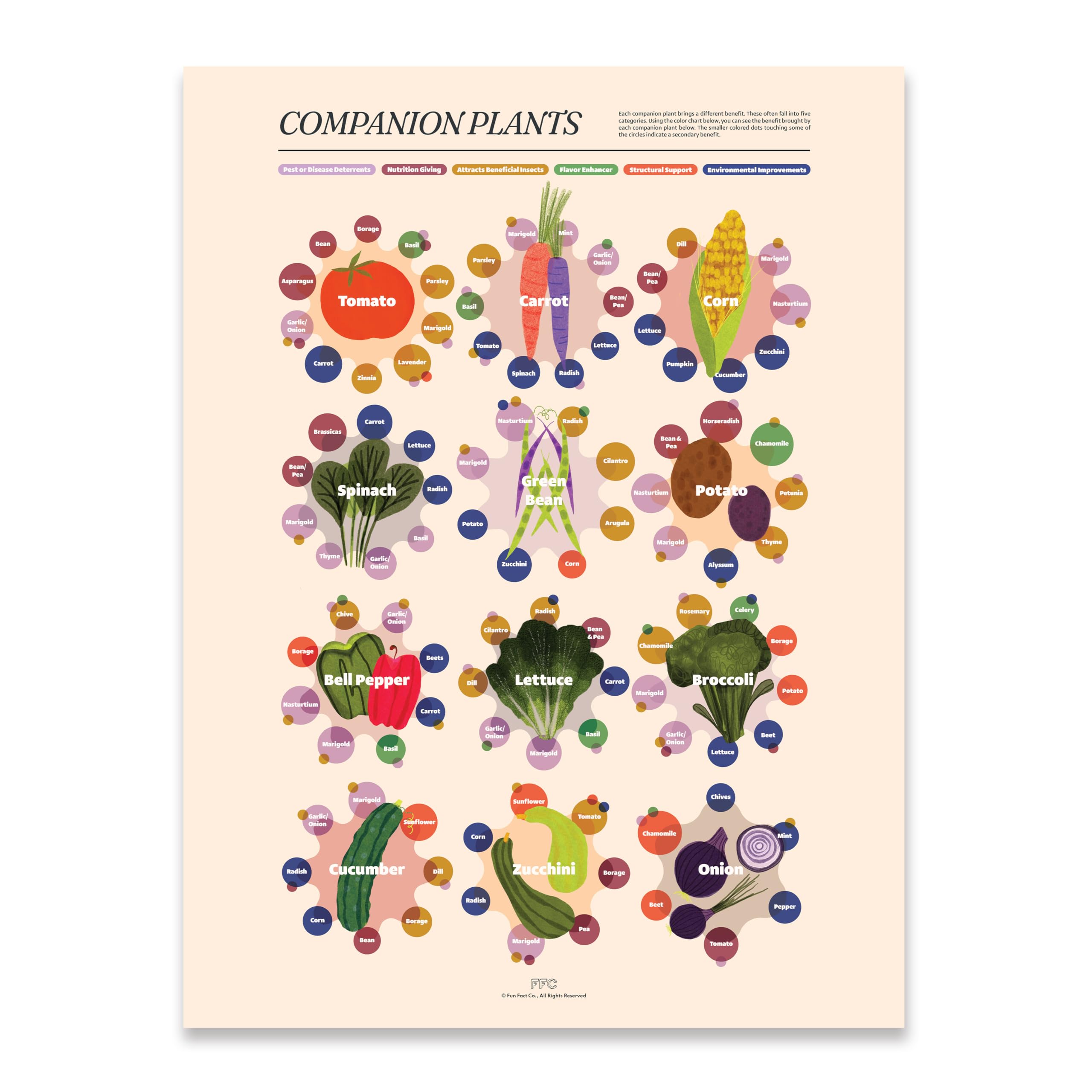 Amazon.com: Fun Fact Co. Companion Planting Infographic Art Print