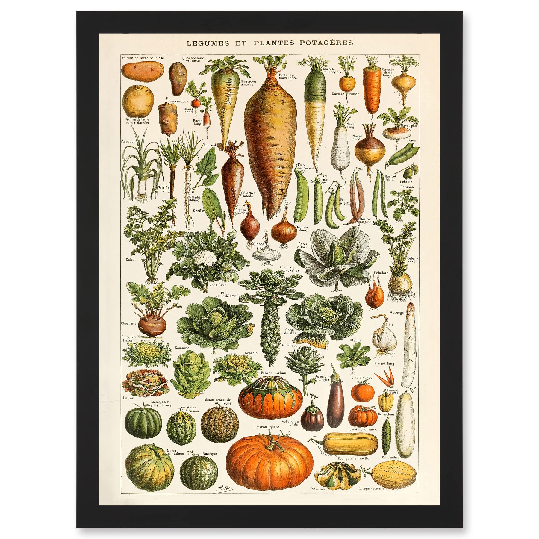 Artery8 Millot Encyclopedia vintage Vegetables Legumes Nature Artwork Framed Wall Art Print A4