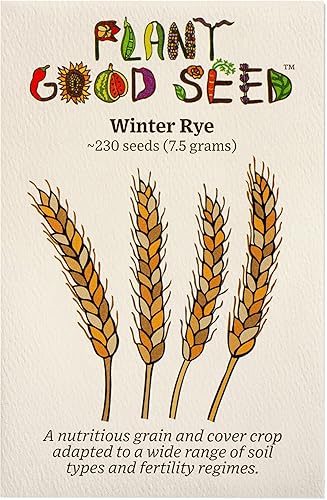 Semillas de centeno de invierno (cereal secale) Paquete de 250 semillas de verduras certificadas orgánicas, sin OMG, polinizadas abiertas y sin