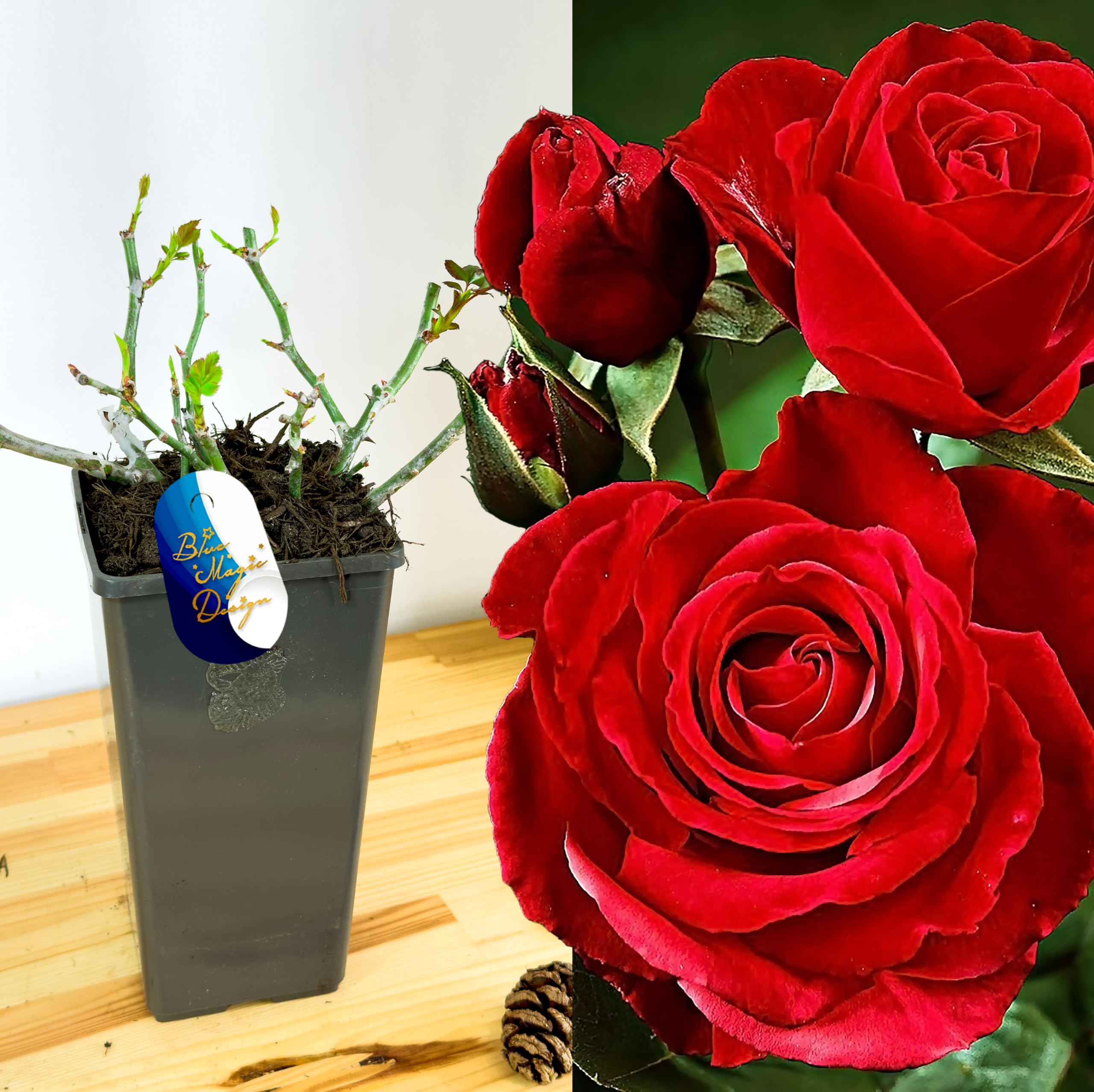 Red Deep Secret Hybrid Tea Rose in 2L Pot Hardy Outdoor Flowering Shrub Live Bush Garden Plant Fragrant Perennial Rose