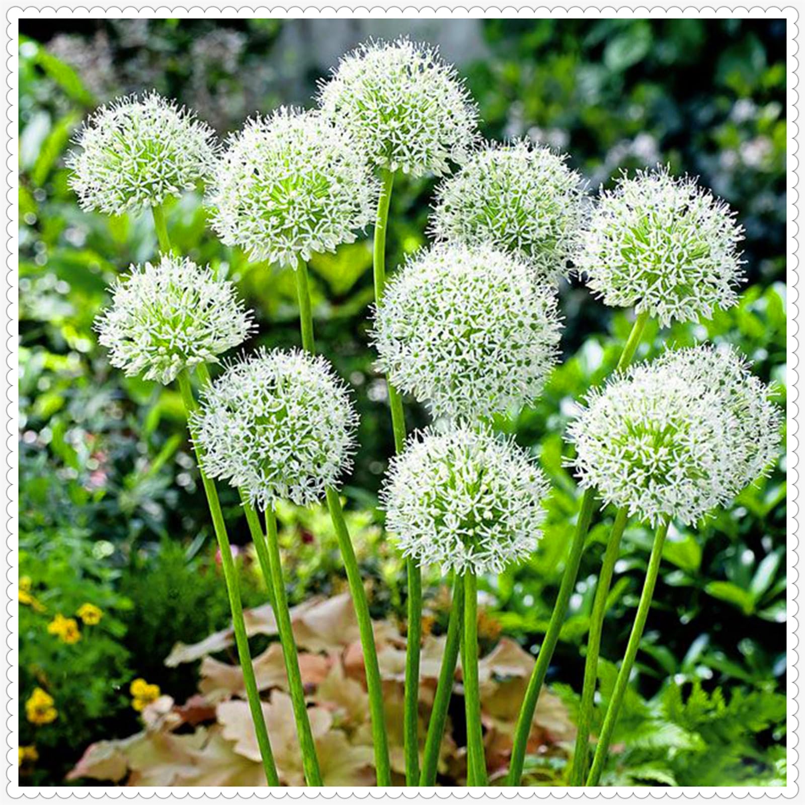 Hardy,Giant Allium Bulbs,Perennial,Professional for Brilliant Garden Displays-8 Bulbs-I