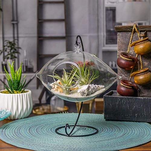 Kit de terrario de cristal colgante de 8 pulgadas para plantas de aire de interior con plantas de aire vivas Tillandsia Ionantha y accesorios de