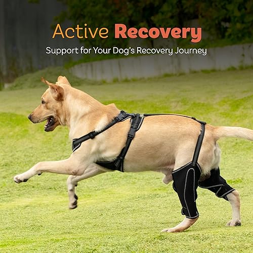Miniatura 7 de Rodillera para perro para pierna trasera desgarrada del ligamento cruzado anterior  Cómodo soporte para piernas traseras, rodillas y lesiones en las