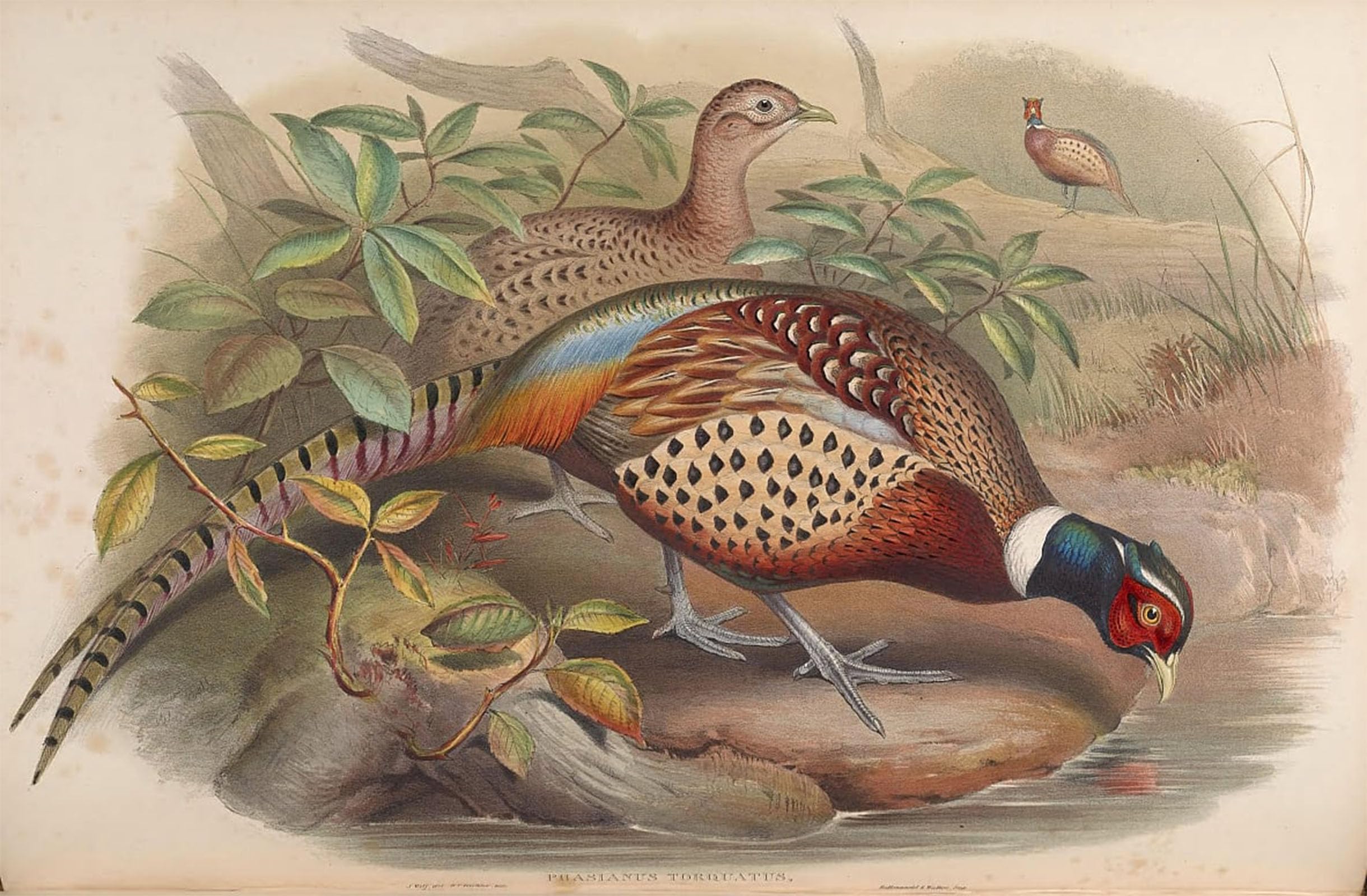 ARTXLXXBN Famous Art Print Poster Vintage Wall Art Animal Bird Phasianus Torquatus Phasianus Colchicus by John Gould Canvas Art Poster for Home Decor 60x90cm