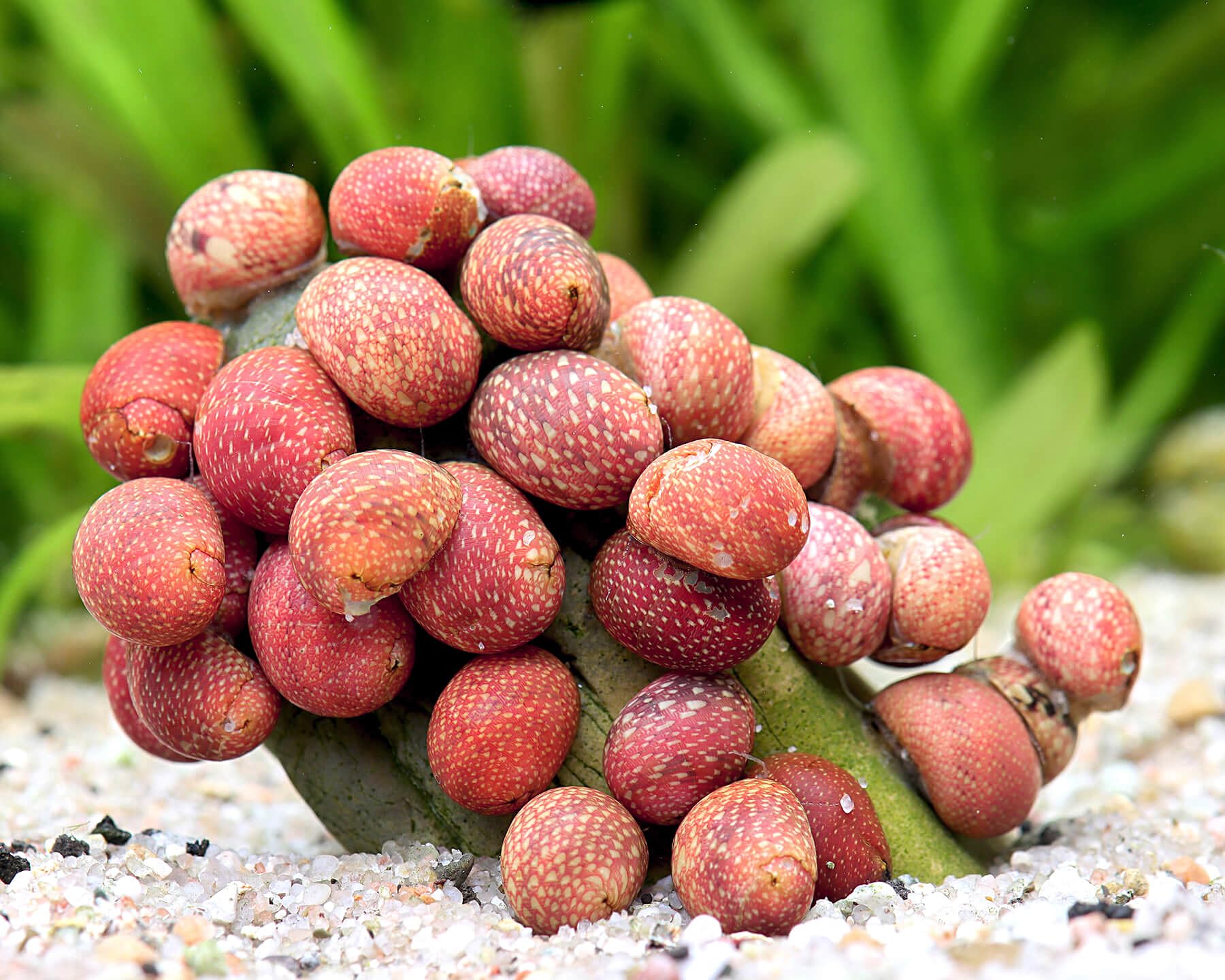 NatureHolic Pink Lady Schnecke Clithon sowerbianum 5 Stück - Aquarium Schnecken lebend - rosa Aquariumschnecke - Effektive Algenfresser - Nano-Aquarium geeignet - Natürliche Aquarien Reinigung
