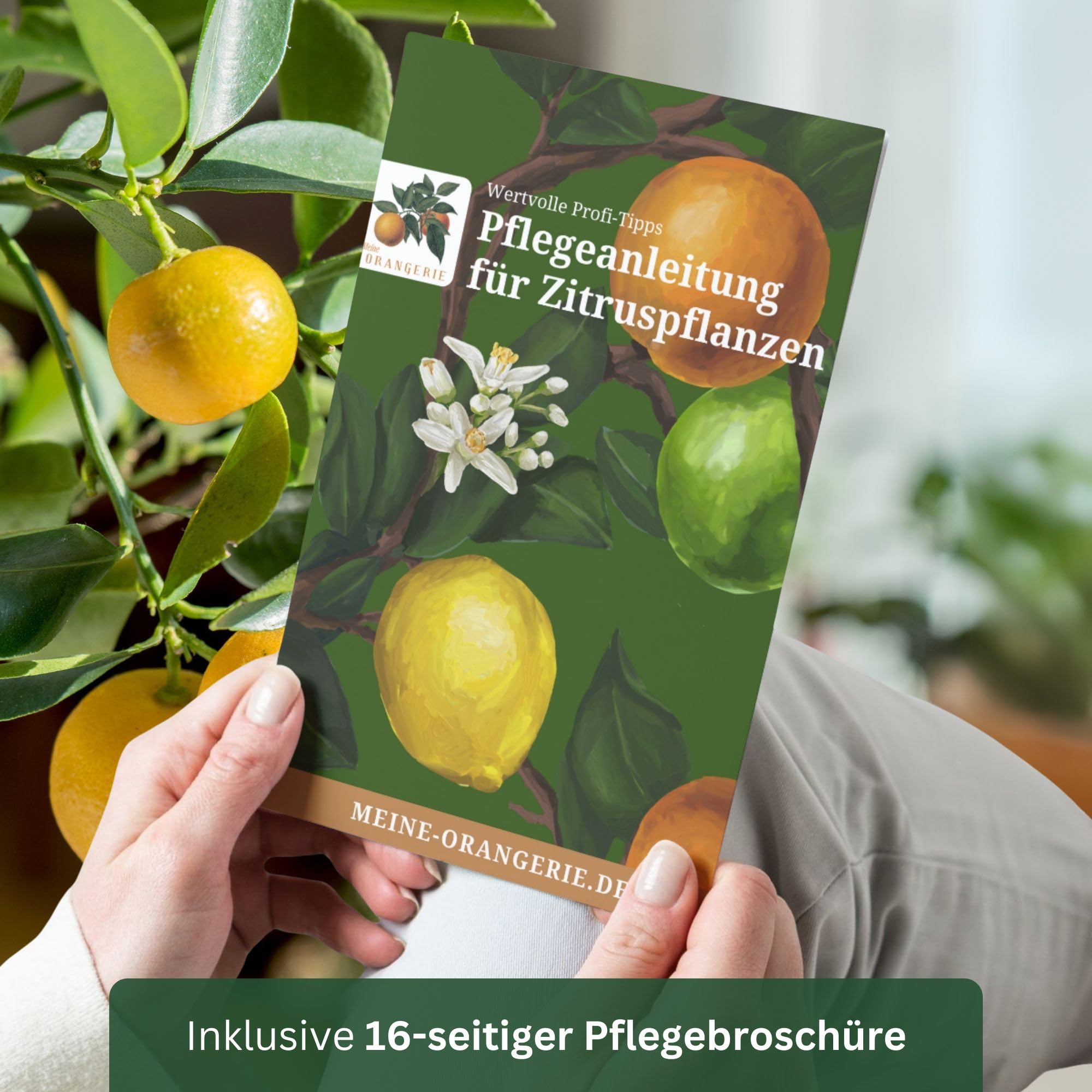 Meine Orangerie Limettenbaum Citrus Latifolia – Tahiti Limette - persische Limette - fruchtreife Zitruspflanze mit essbaren Limetten – Mediterranes Flair für Garten, Terrasse oder Balkon