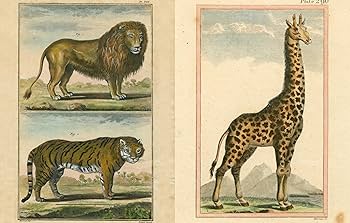 Amazon | John Derian Picture Book II | Derian, John | Decorating