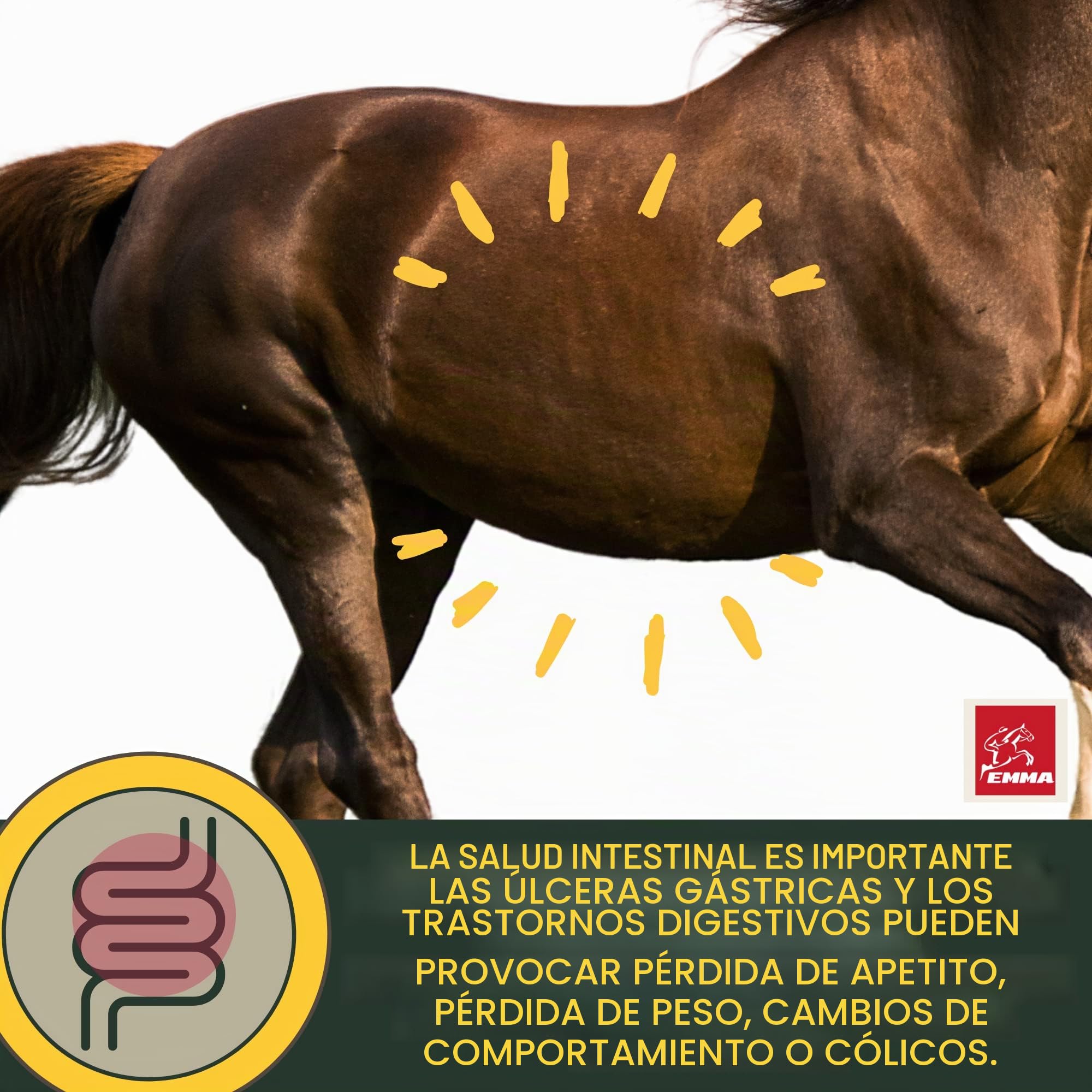 Estómago Intestino Booster Caballo - Probióticos - Levadura de Cerveza I Vitamina E Caballo Cultivos de Levadura Flora Intestinal Tracto Gastrointestinal después de Cólicos Vómitos Agua Diarrea 30ml