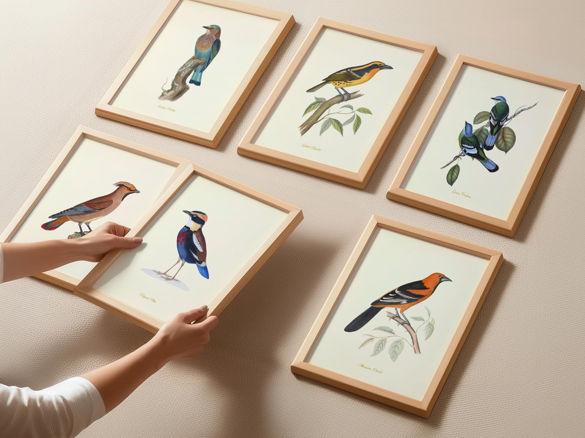 Amazon.com: Vintage Bird Wall Art Prints Set of 6 - Audubon