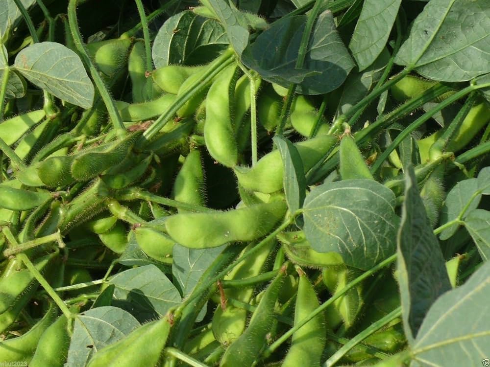 Amazon.com: Bean Seeds, Edamame, Edible soybean ,500 Organic