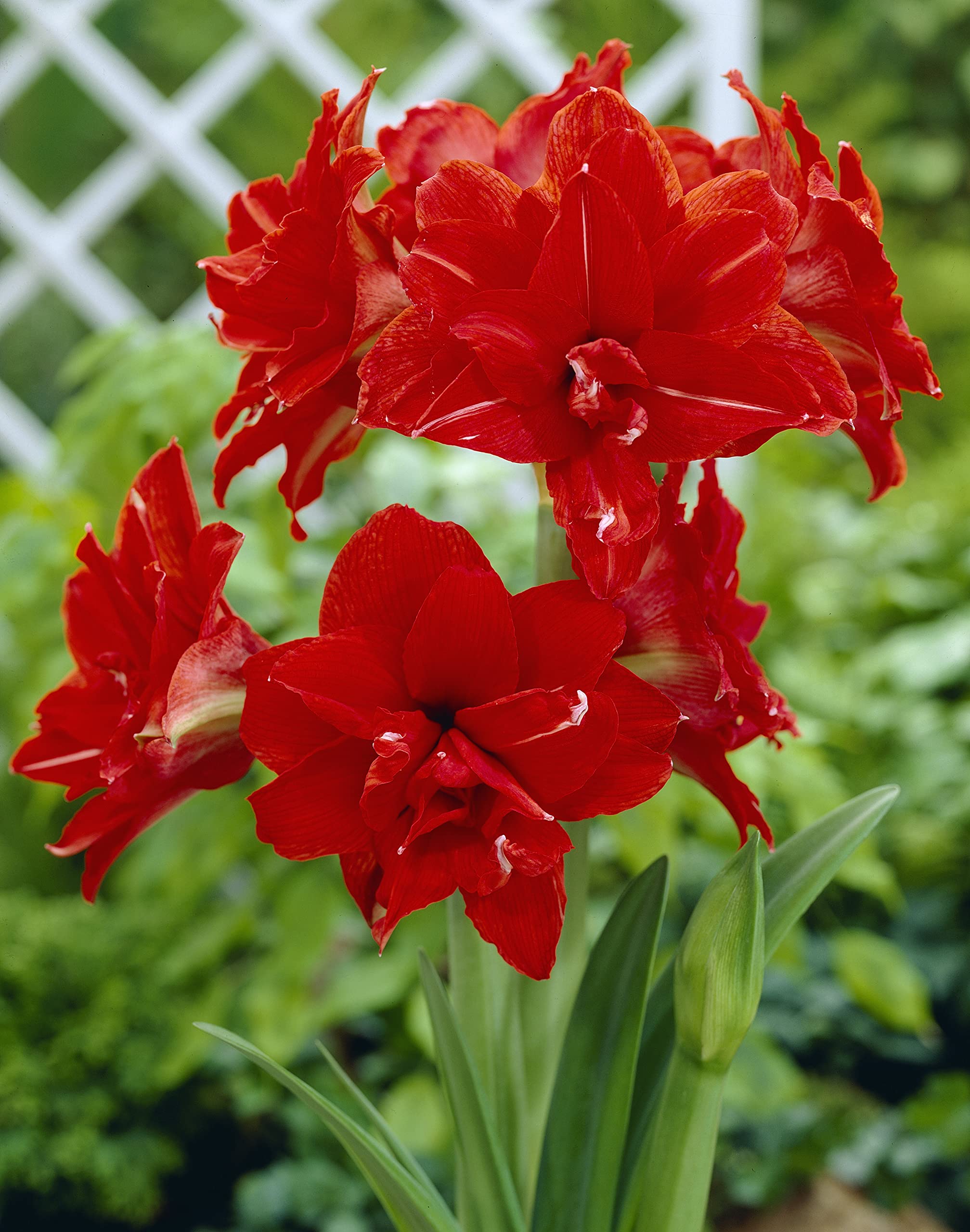 Amazon.co.jp: アマリリス 球根 巨大輪 八重咲き 【 レッドピーコック