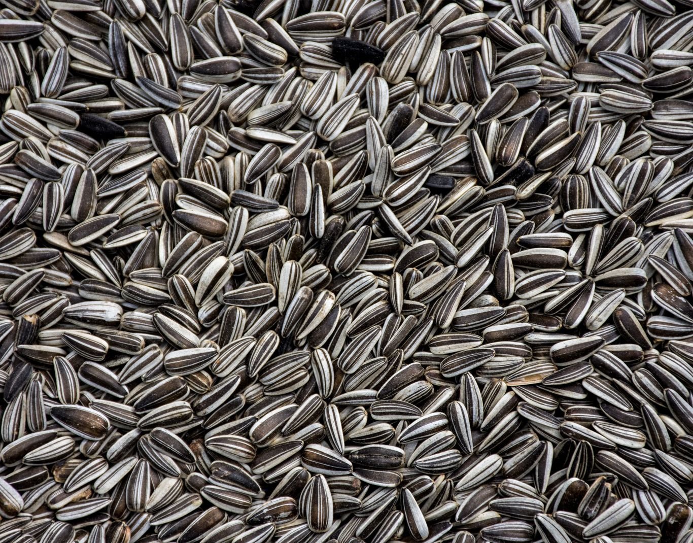 AVI CRAVE Imported Large Size Sunflower Seeds for Gray Parrot,Indian Parrot, Macaw,Cockatoo and Exotic Birds(1000 grms) (B07KN6GKWT) Amazon Price History, Amazon Price Tracker