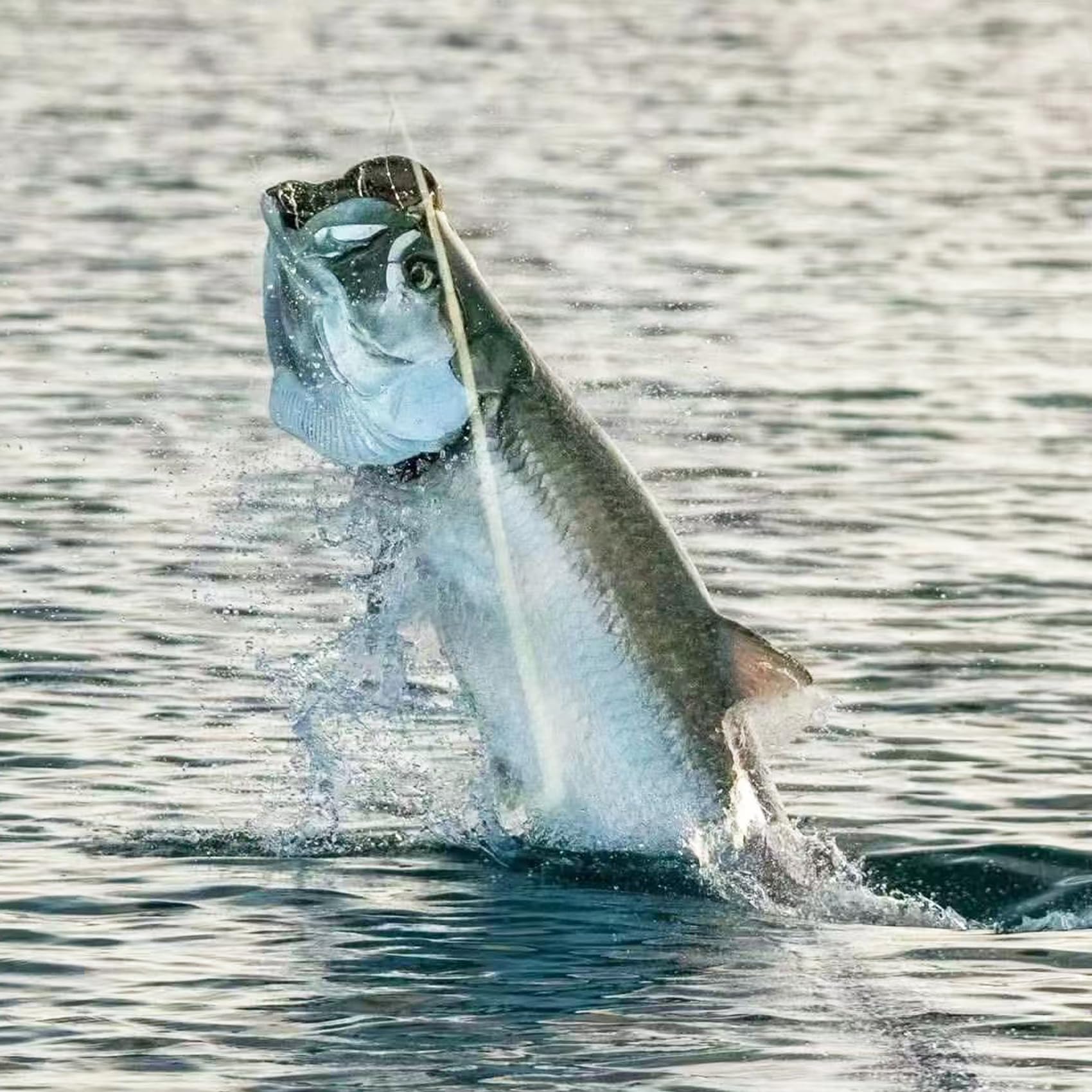 Set di ami per gamberetti vivi, ami da pesca in acciaio al carbonio spinato per acqua dolce e salata, esca per gamberetti, spigola, carpa, pesce gatto esca