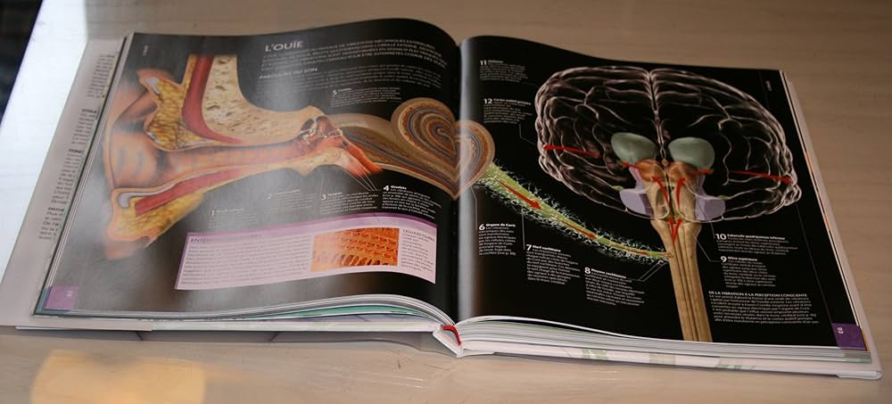 Amazon.co.jp: Le grand Larousse du cerveau : 本