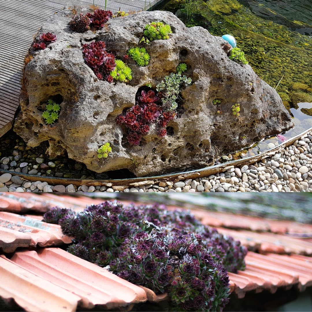 IFLO® Sempervivum Sukkulenten Set – Winterharte pflegeleichte Hauswurz für Garten & Zimmer, vielseitig, frostfest, im Topf vorgezogen, 60 Pflanzen Mischung