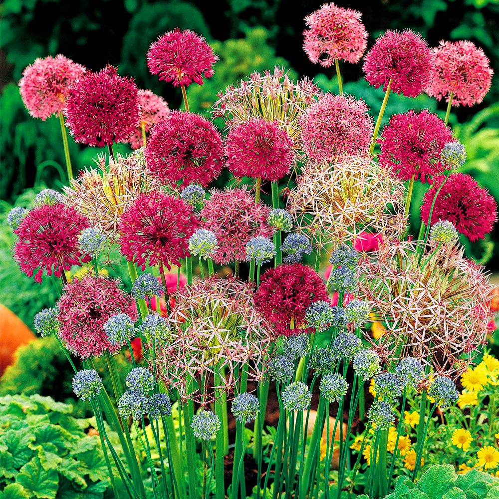 Mélange de variétés Allium Coronaria Plantes fleuries à bulbes Intérieur extérieur printemps