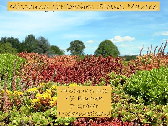 Dry Resistant Roof Greening Mix for Garages Stone Walls Stones; Perennial Green Roof Mix of 47 Flower Seeds & 7 Grasses (8000 Seeds) (12 square metres)
