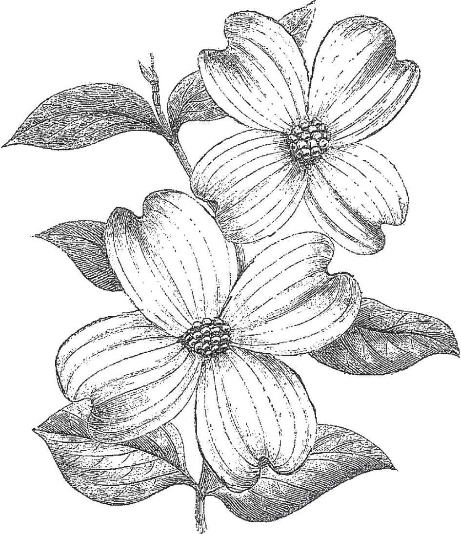 Cam & Chloe Mounted Stamp 4"X3.5", Dogwood Flowers