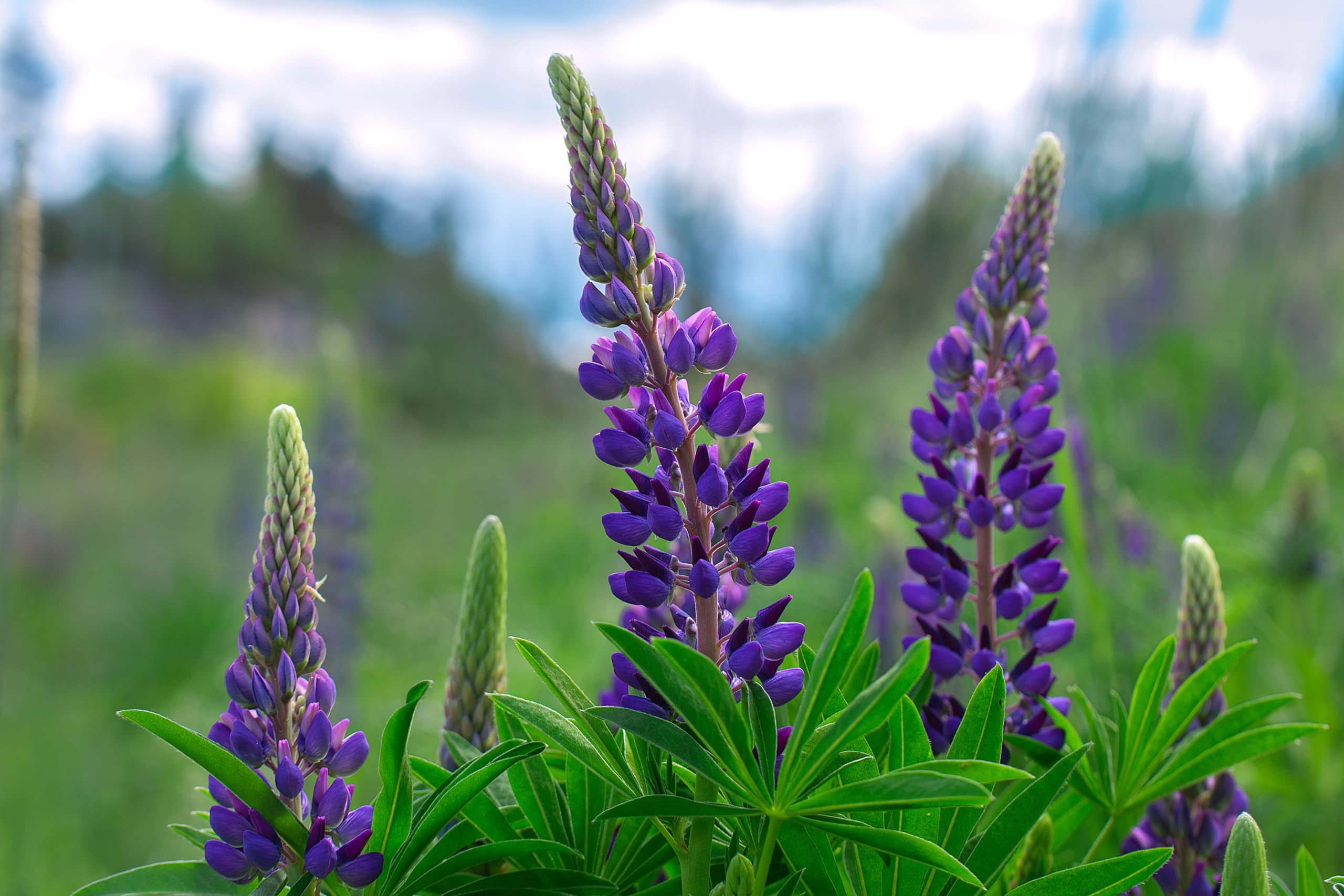 Lupine (Lupinus angustifolius) Samen (in blau). Sehr guter natürlicher Gründünger! (10000 Samen = 1700,0g)