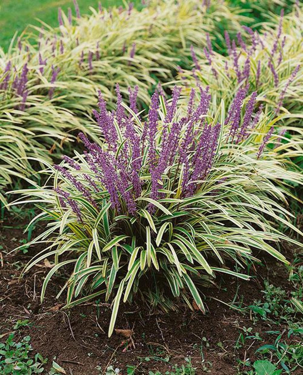 Perennial Farm Liriope M. 'Variegata' (Variegated Lilyturf) – Ornamental Grass in #1 Container, Lilac-Purple Flower Spikes, Variegated Green & Cream Foliage, Shade Tolerant, Great for Borders & Edging
