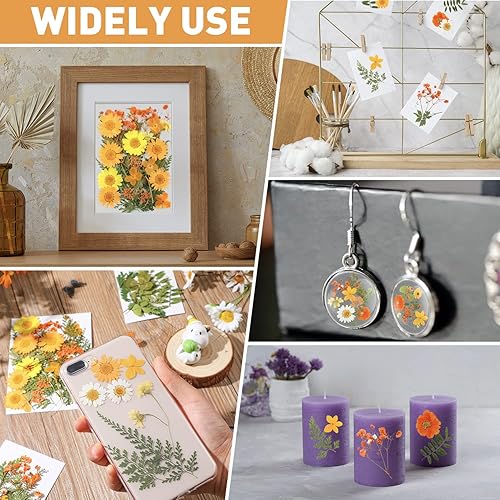 Miniatura 6 de Nuanchu Flores prensadas de resina para molde de resina, hojas de flores secas de margaritas reales naturales con pinzas para álbumes de recortes,