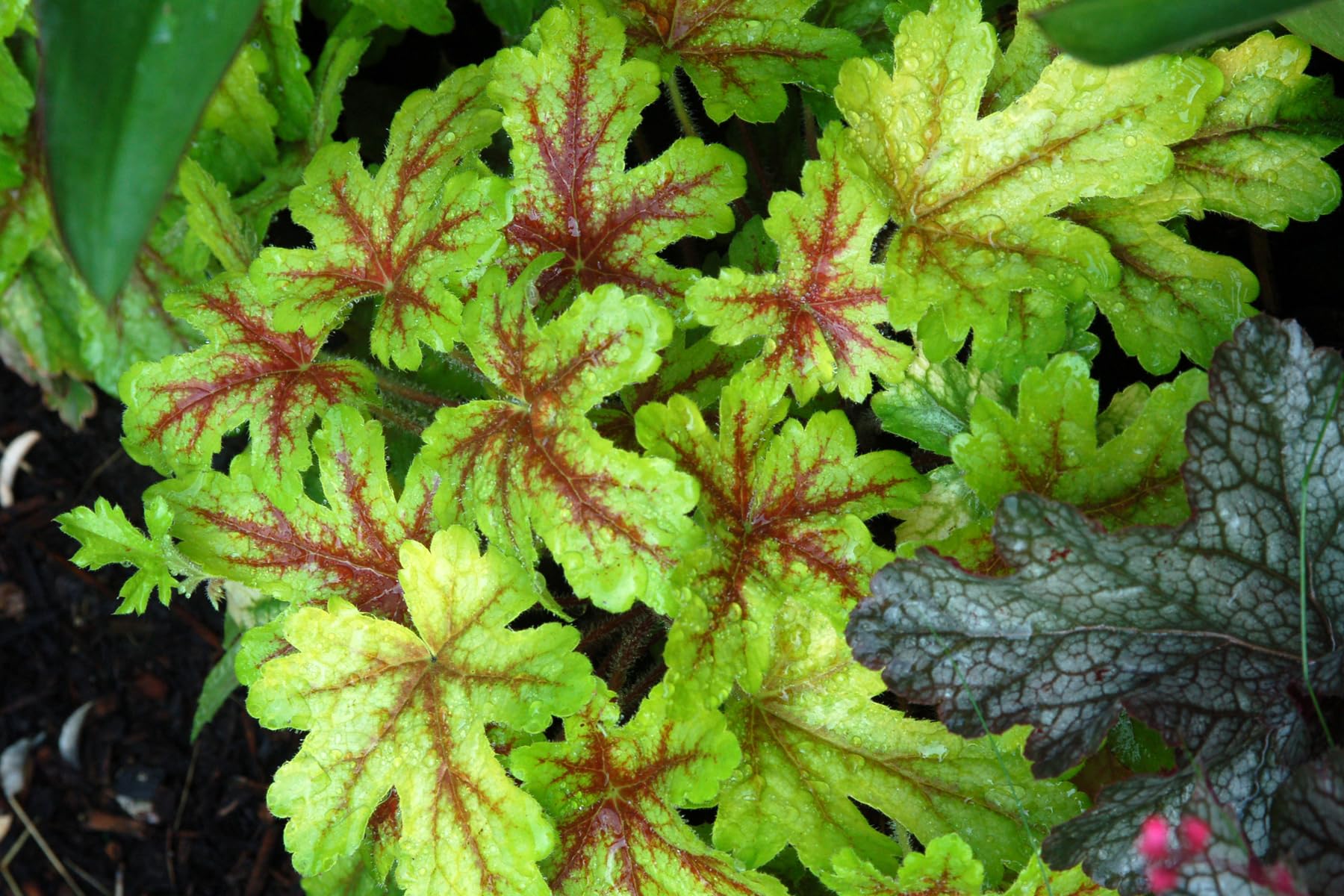 Stauden Gänge 10 x Heucherella Hybride 'Alabama Sunrise' winterhart