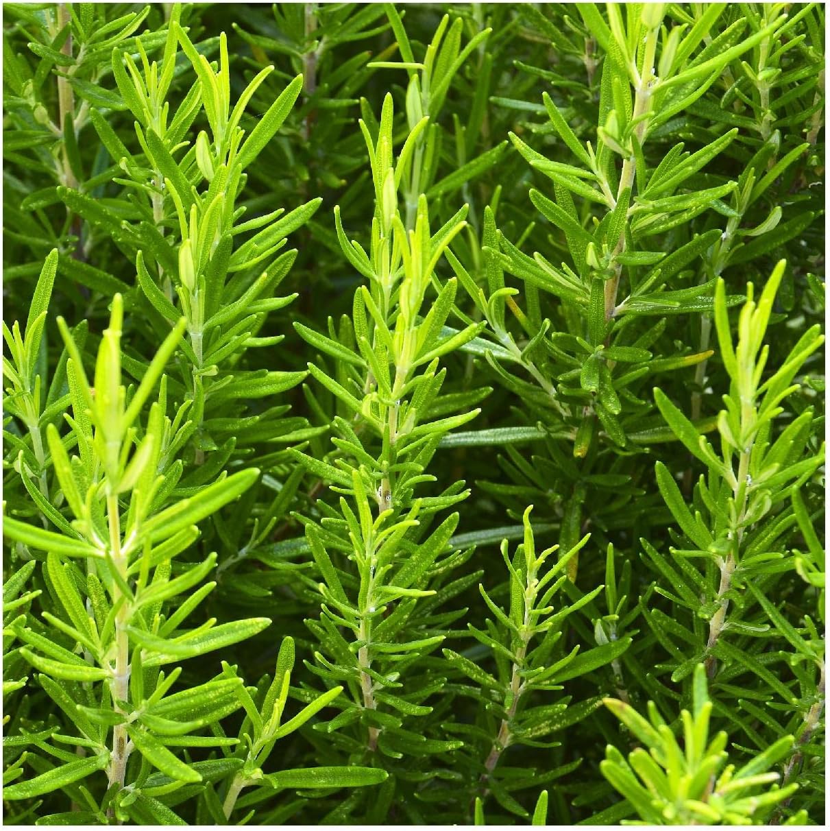 Everwilde Farms - 1 Oz Rosemary Herb Seeds - Gold Vault