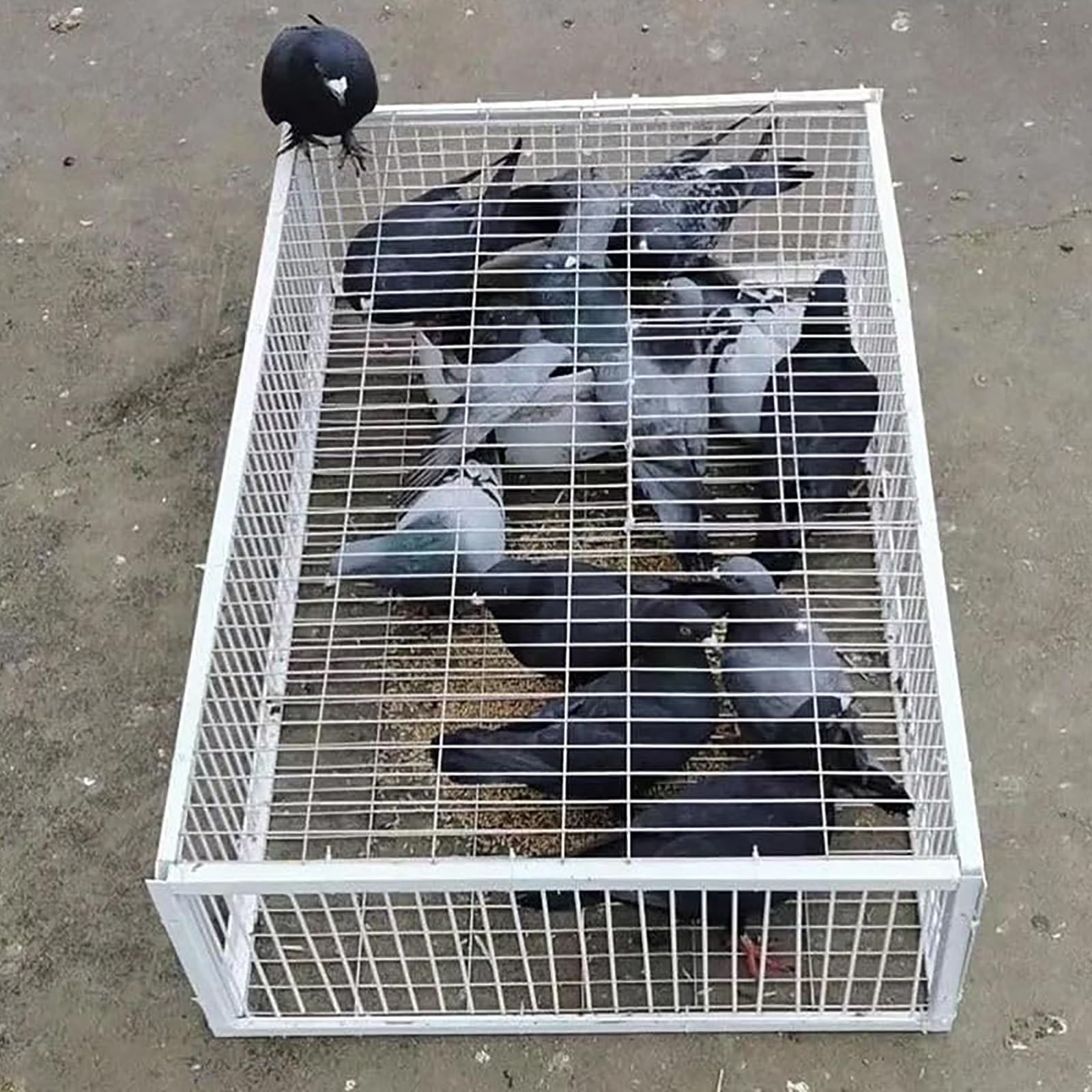 Pułapka na Gołębie z Konstrukcją Uniemożliwiającą Ucieczkę, Pułapka na Ptaki, Pułapka na Kurczaki, Pułapka na Wróble 4 Importowana, Konstrukcja Górnego Świetlika, Łatwa do Wyjęcia(70x40x26cm/