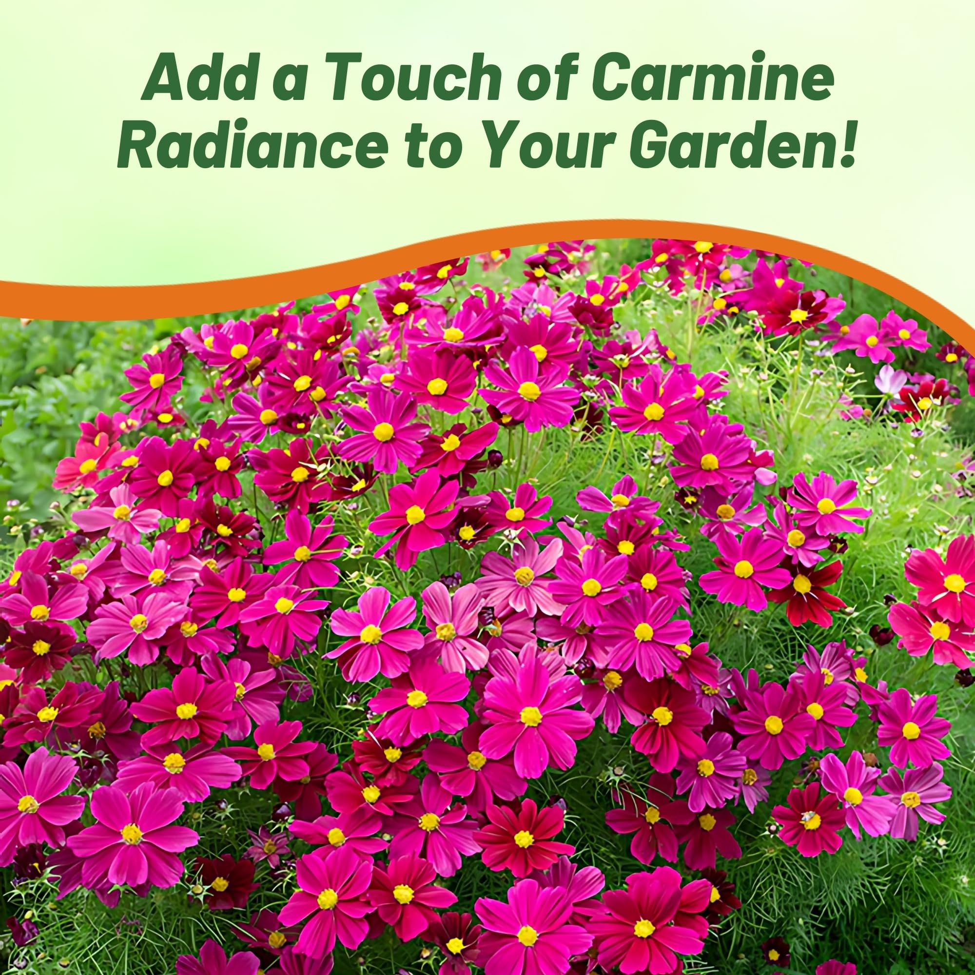Sonata Carmine Cosmos Bipinnatus Seeds – 50 piezas anuales, fáciles de cultivar y tolerantes a la sequía, semillas de flores para plantar con flores compactas montículas, ideales para 6