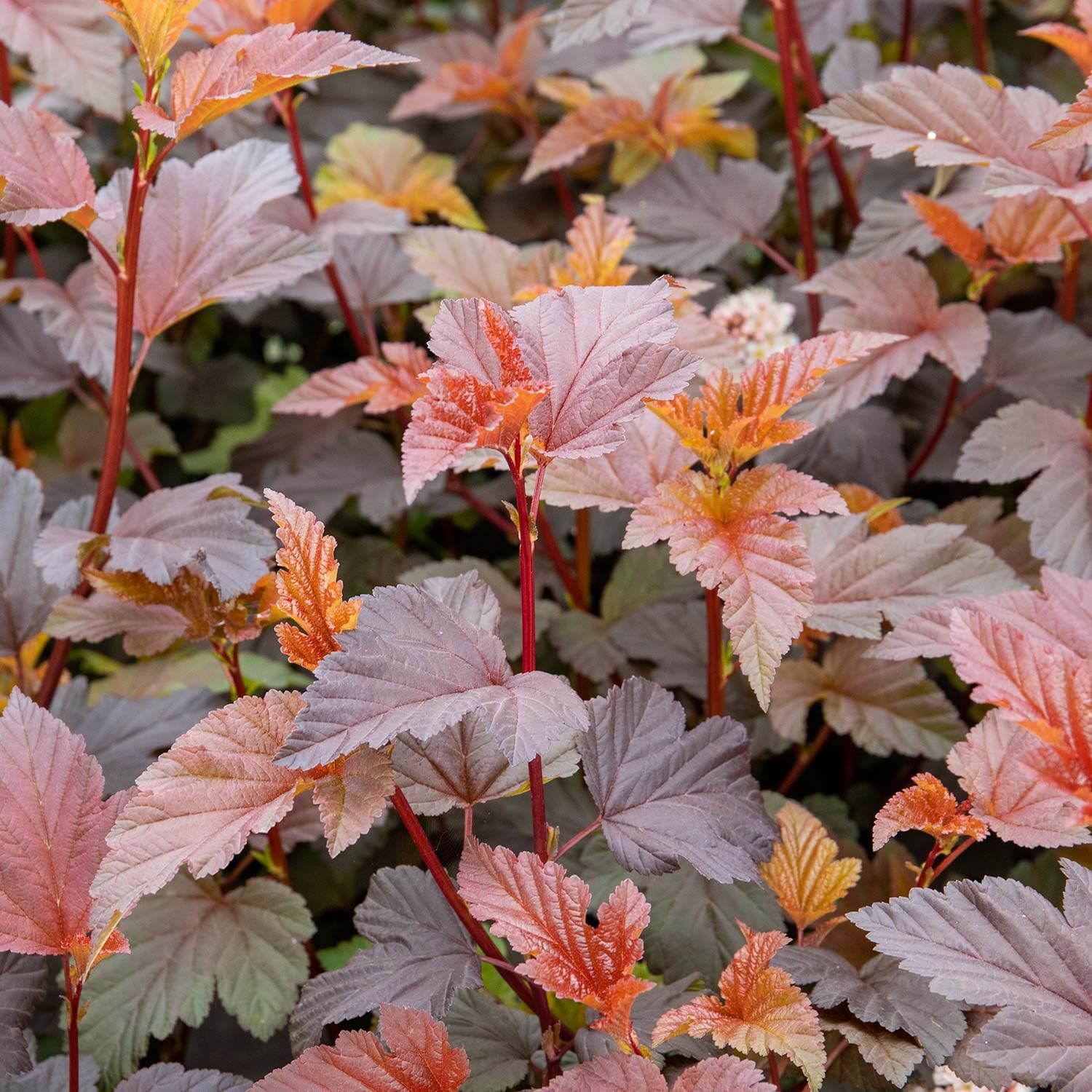 Physocarpus 'Lady in Red' Shrub Red Foliage Pink Flowers 1.5m 9cm Plant