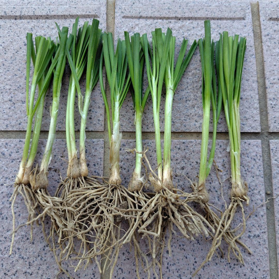 Amazon.co.jp: ニラの苗 20株程度 家庭菜園 農薬不使用 : DIY・工具