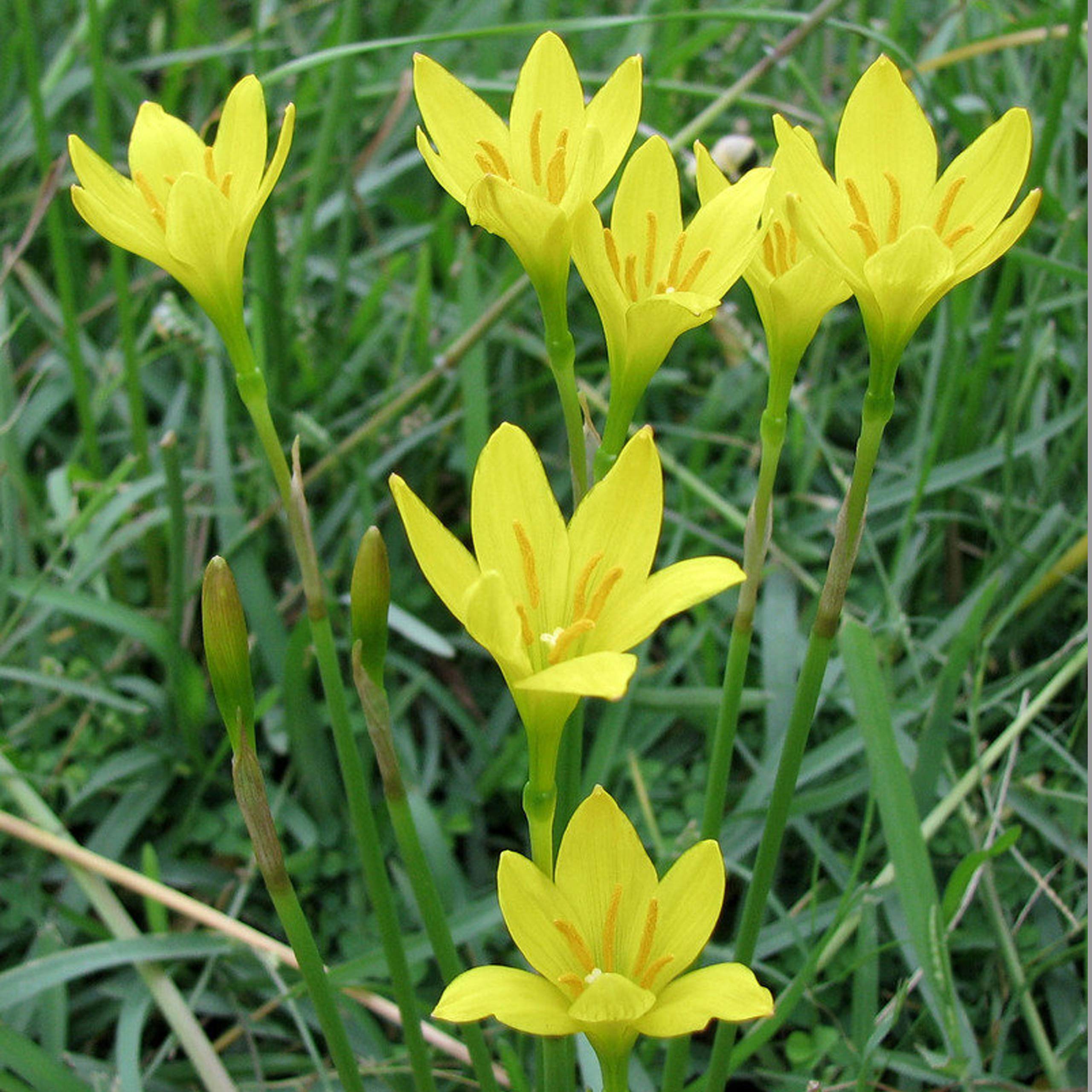 Rain Lily Yellow (Zephyranthes) Flower Seeds (Pack of 25+ Seeds) - GardenHunt (B0883CWXK4) Amazon Price History, Amazon Price Tracker