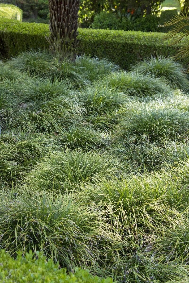 Mondo Grass I 1 Large Trade Gallon Size Plant I Ophiopogon Japonicus I Live Dense, Evergreen Ground Cover Plant, Ideal for Edging, Borders, and Ornamental Landscaping, Easy to Care