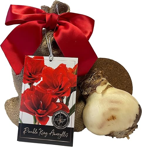 Miniatura 2 de Elegante kit de cultivo de regalo doble King Amaryllis. Hermosa maceta de cerámica, gran bombilla doble King, una bolsa de arpillera y medio de