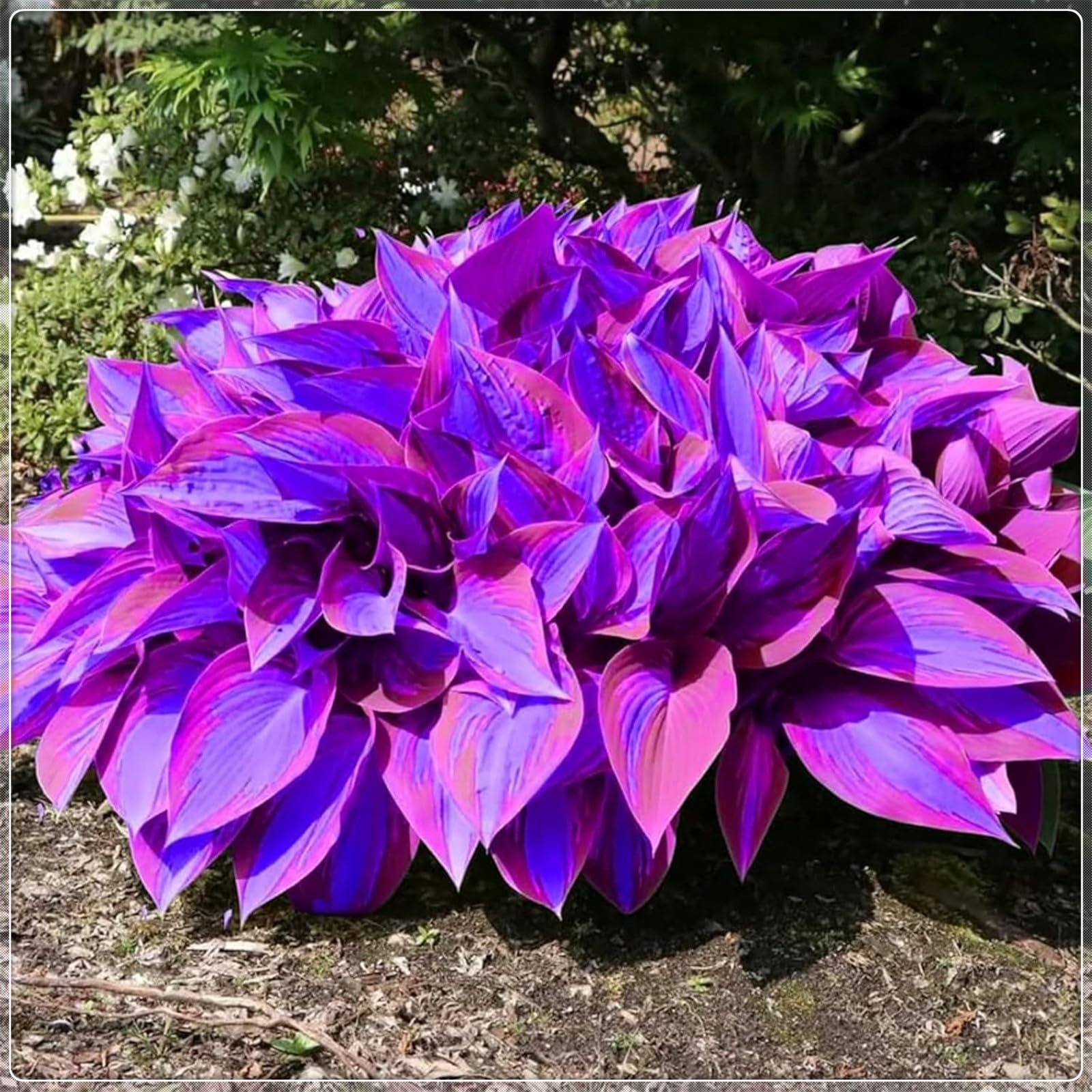 Excellent Display, Easy to Plant, Wedding Flowers, Greening Flower,Hosta Rhizome，Flowering Rhizome,Hostas for Planting, Indoor or Outdoor-10 Bulbs-F