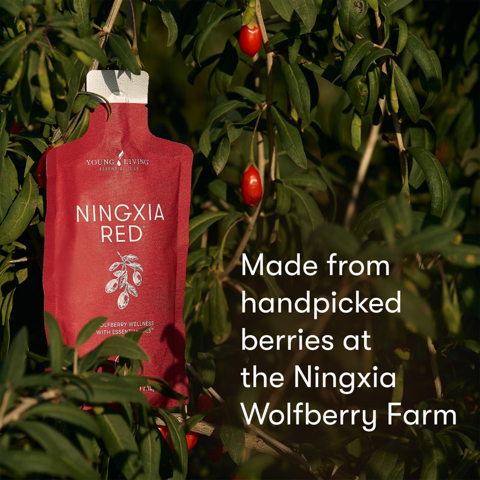 Amazon.com: NingXia Red Singles 2oz. - 30pk by Young Living