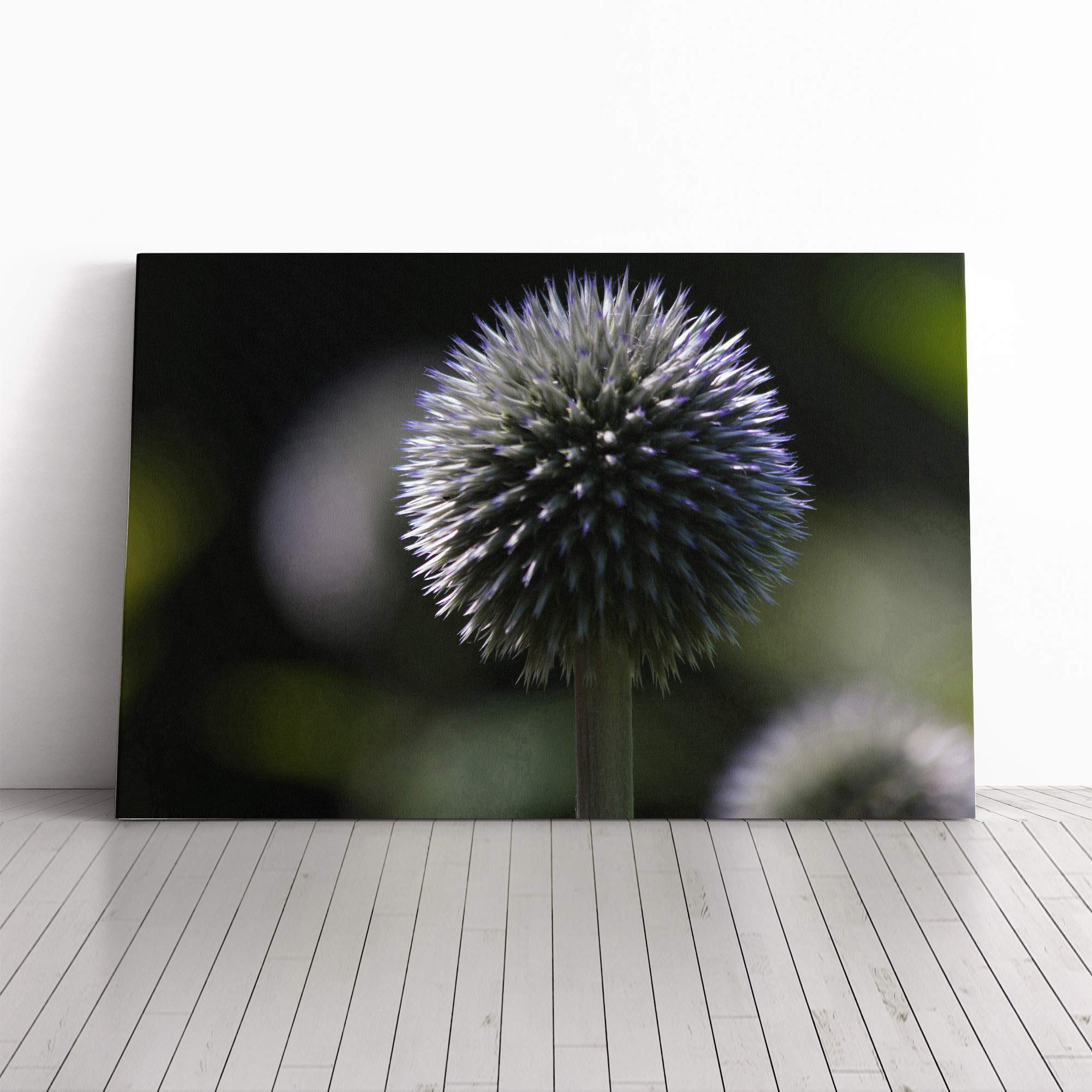 Flower Globe Thistle (1) Canvas Print | Gallery Wrapped 30mm Frame Wall Art | 30x20 inches | Ready to Hang | Modern Floral Picture | Living Room Bedroom Lounge Office