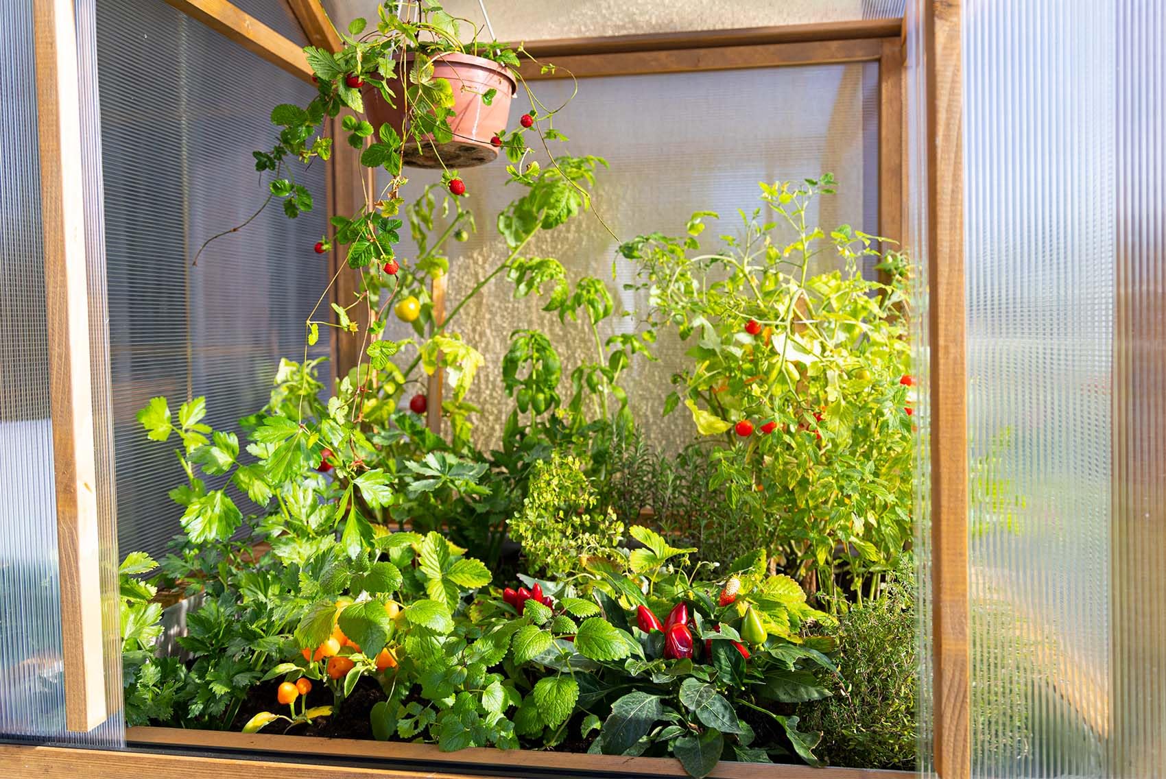 Greenspot - Mini Szklarnia - do Ogrodu, na Taras, Balkon - 100x80x178 cm - z Drewna i Tworzywa - Mini Ogród Zimowy, Mała Szklarnia na Pomidory, w Stylu Vintage - Lavish Palisander