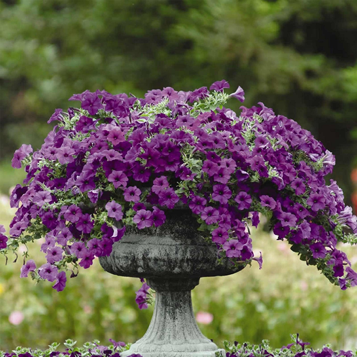 Petunia Garden Flower Seeds | Petunien | Bloom Outlet