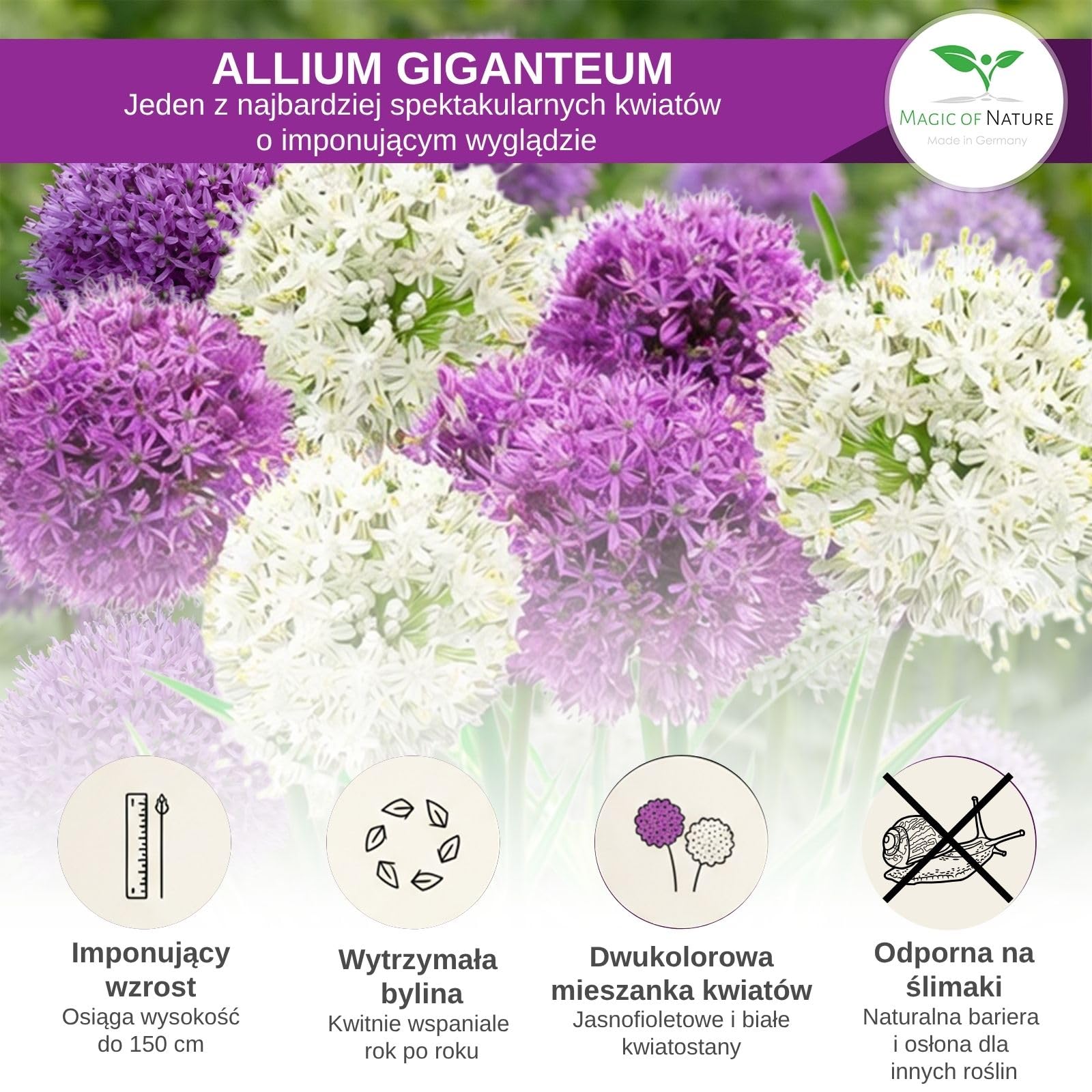Magic of Nature: Czosnek Olbrzymi Nasiona (60 szt.) Allium giganteum Mix Fioletowy i Biały – Mrozoodporne Nasiona Ogrodowe