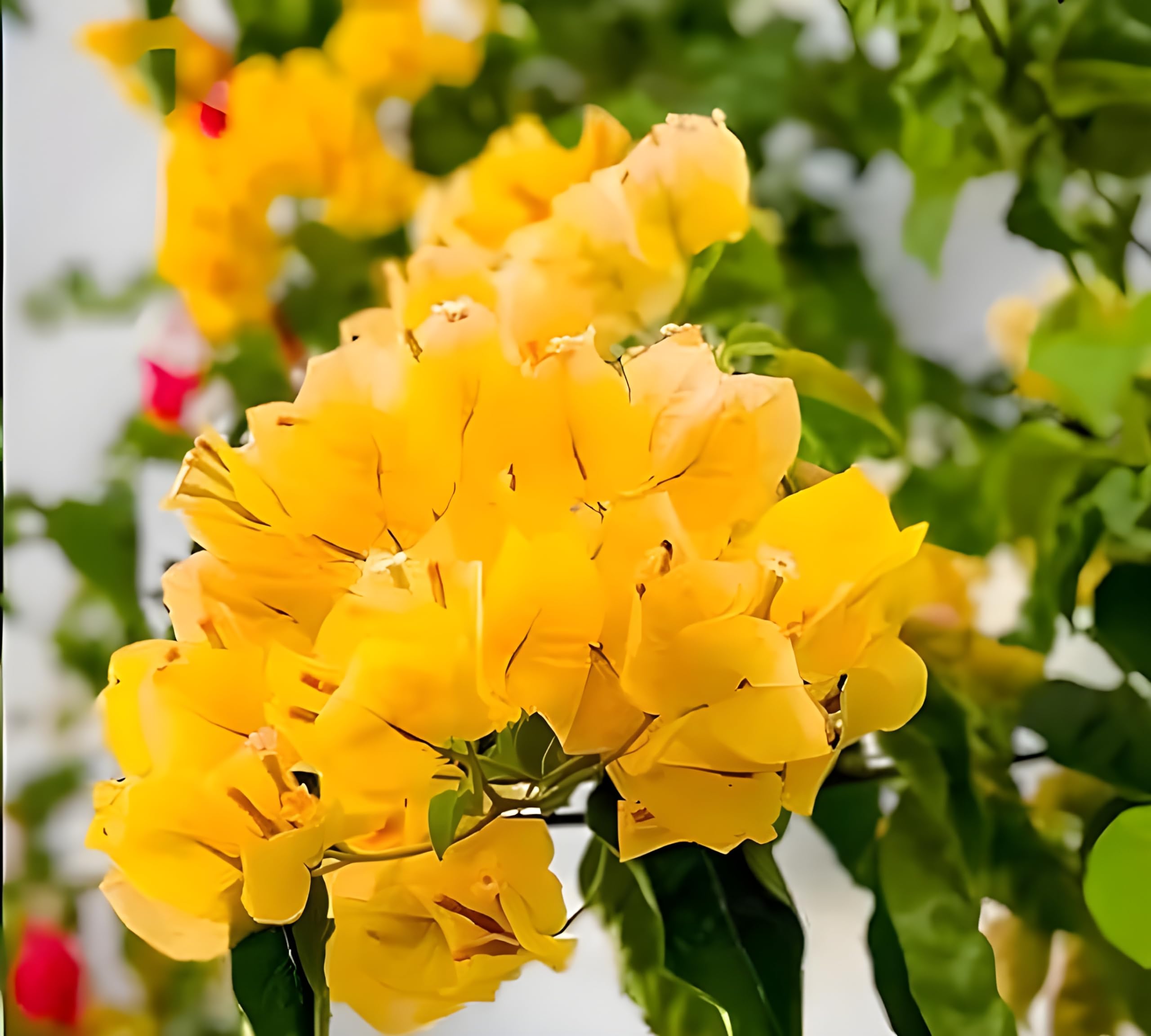 SEEDERRA Yellow Bougainvillea Live Plant - Stunning Bougainvillea Garden Plant for Sale - Outdoor Vine Plant with Vibrant Tropical Flowers (B0CXYCTJHV) Amazon Price History, Amazon Price Tracker