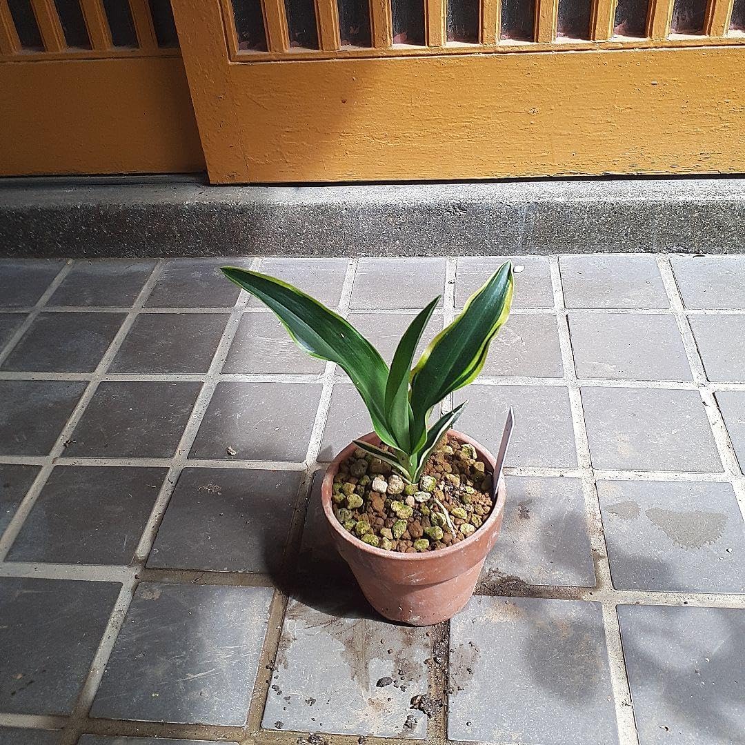 購入 ジェフユナイテッド市原千葉 2023 オーセンティック ユニフォーム