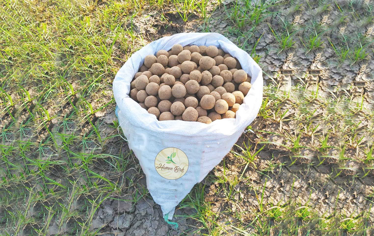 Human Birds Seed Balls – Mixed Combo Pack Seed Balls (Arasamaram, Ficus Religiosa, Peepal), (Attimaram, Common Fig, Umbar, Bodda), (Koiya, Guava, Amrood) Seed Balls Just Throw & Grow, Pack of - (600) (B098TNXJQZ) Amazon Price History, Amazon Price Tracker