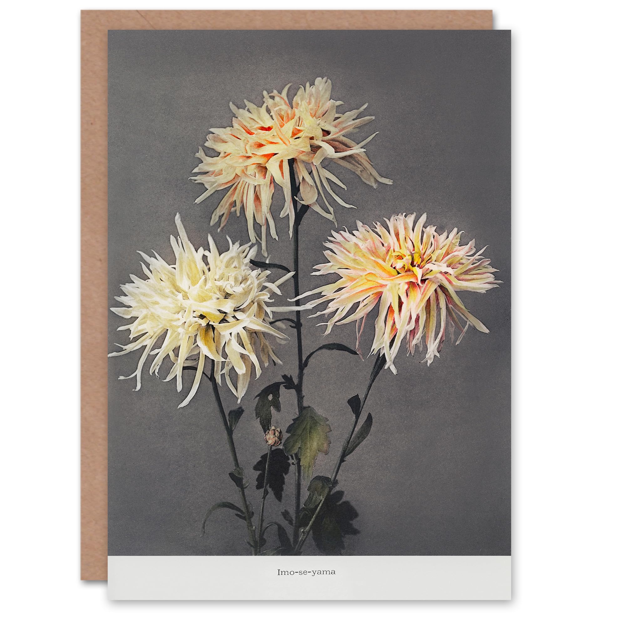 Artery8 Ogawa Kazumasa Japanese Art Card Chrysanthemums Vintage Floral
